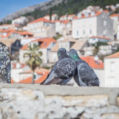 Love Stories Dubrovnik5